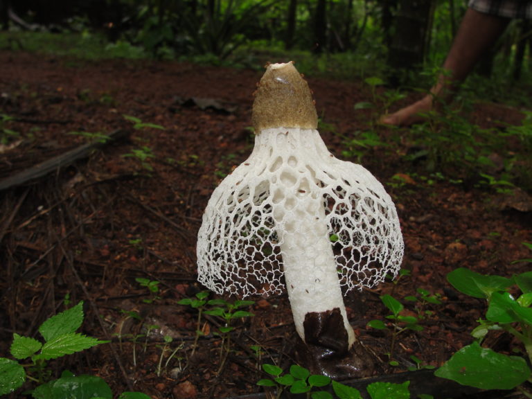 Un champignon aphrodisiaque orgasme
