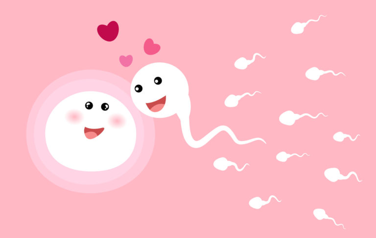 spermatozoïdes ovule sperme féconder ovulation spermicides