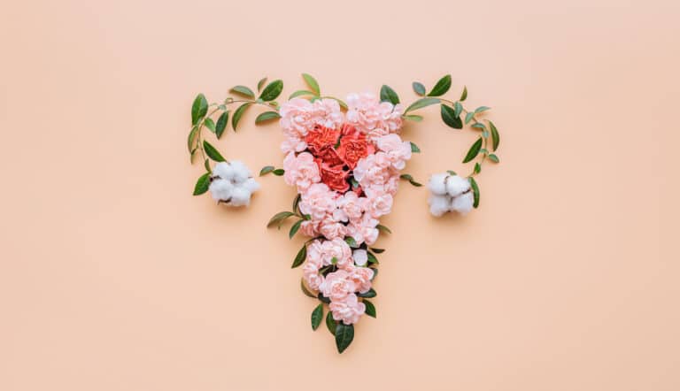 utérus femme partie intime anatomie fleurs endomètre endométriose vagin