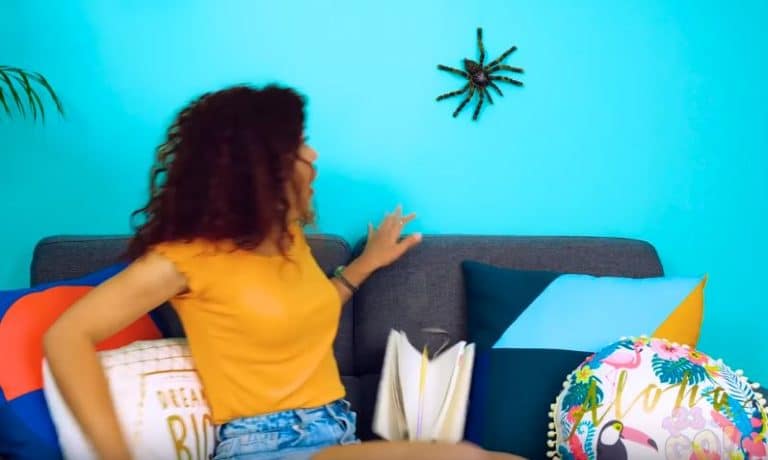 Peur des araignées ? 11 astuces pour ne plus jamais trembler