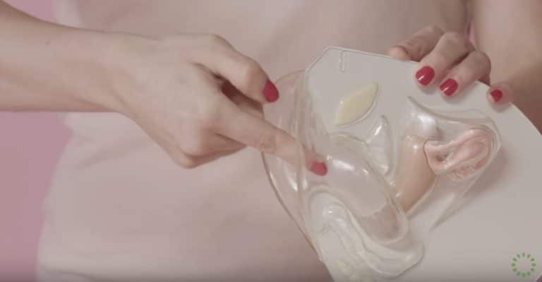 vagin choses à savoir coupe menstruelle placement vagin