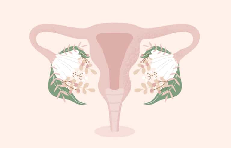 système reproductif féminin femme vagin périnée parties intimes flore fleurs
