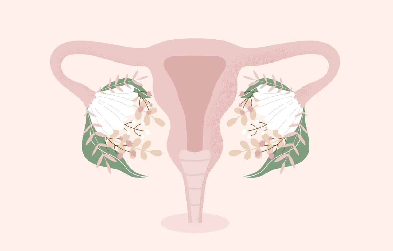 système reproductif féminin femme vagin périnée parties intimes flore fleurs