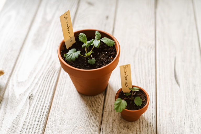 planter pots fraises plantes potager intérieur