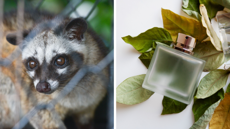 parfum naturel non testé sur les animaux