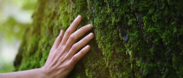 bain de forêt main femme toucher tronc arbre nature test personnalité